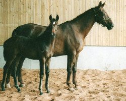 broodmare World Rose (Hanoverian, 1985, from World Cup II)