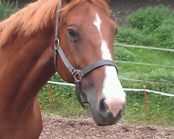 horse Jasmine Delque (Selle Français, 1997, from Verdi)