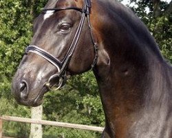 stallion Hohenstaufen II (Hanoverian, 2004, from Hohenstein I)