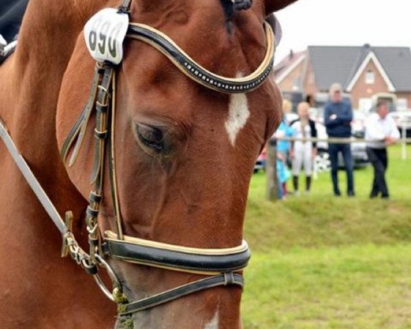 Springpferd Roi Du Soleil 2 (Rheinländer, 2001, von Rtl)