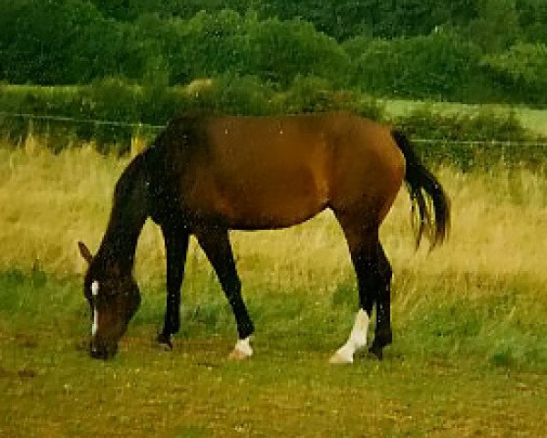 Zuchtstute Aranschah (Zweibrücker, 1992, von Ampezzo)