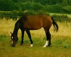 broodmare Aranschah (Zweibrücken, 1992, from Ampezzo)