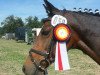 broodmare Contest 5 (German Riding Pony, 1994, from Caletto)