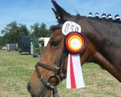 broodmare Contest 5 (German Riding Pony, 1994, from Caletto)