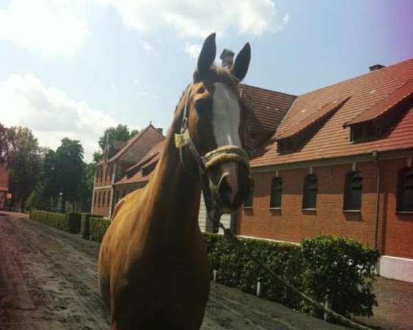 broodmare Emily 50 (Hanoverian, 1995, from Eiger I)