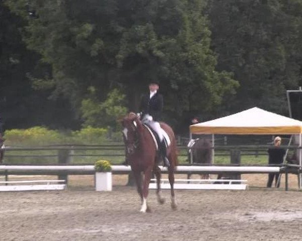 dressage horse What a Joy 4 (Hanoverian, 1998, from Wolkenstein II)