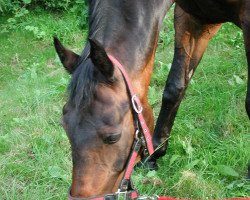 horse Pablo Black Socks (Quarter Horse, 1990, from Jm a Peppermint Fox)