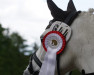 dressage horse Missy 79 (Pony without race description, 2004)