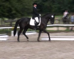 dressage horse Maxima 38 (Westphalian, 2000, from Montmartre)