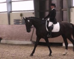 dressage horse Lady Laika (Alt-Oldenburger / Ostfriesen, 2005, from Brandt)