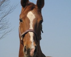 broodmare Diclouette (Westphalian, 1991, from Der Clou)