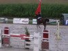 Springpferd Oliquanto (Polnisches Warmblut, 2006, von Qulester)