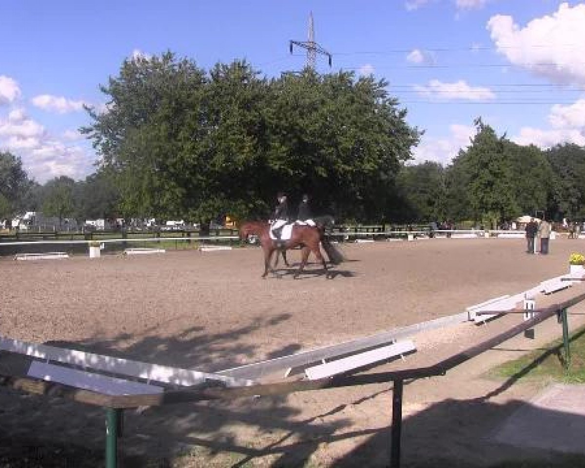 dressage horse Con Tico 3 (Westphalian, 2008, from Cornado NRW)