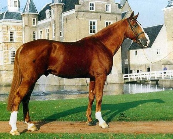 stallion Sable Rose (Selle Français, 1984, from Uriel)