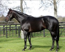 stallion Vadamos xx (Thoroughbred, 2011, from Monsun xx)