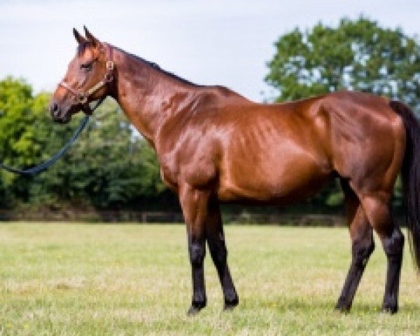 broodmare Celebre Vadala xx (Thoroughbred, 2003, from Peintre Celebre xx)