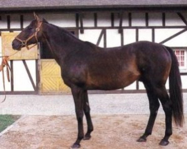 stallion Bikala xx (Thoroughbred, 1978, from Kalamoun xx)