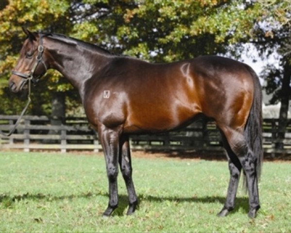 stallion Darci Brahma xx (Thoroughbred, 2002, from Danehill xx)