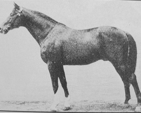 stallion Eichendorf (Trakehner, 1925, from Dampfross)
