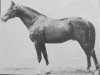 horse Eichendorf (Trakehner, 1925, from Dampfross)