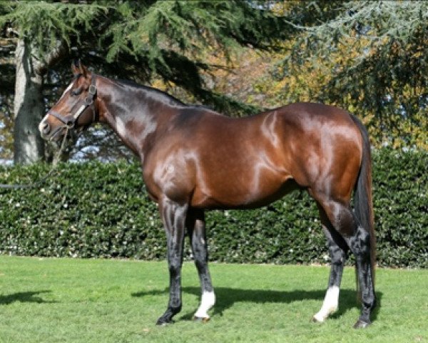 stallion Contributer xx (Thoroughbred, 2010, from High Chaparral xx)