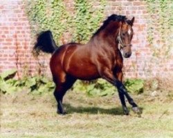 stallion Exit to Nowhere xx (Thoroughbred, 1988, from Irish River xx)