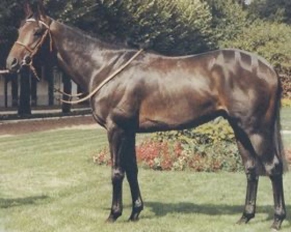 stallion No Pass No Sale xx (Thoroughbred, 1982, from Northfields xx)