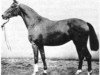 horse Italia (Trakehner, 1936, from Eichendorf)