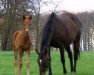 broodmare Sky Dancing xx (Thoroughbred, 1997, from Exit to Nowhere xx)