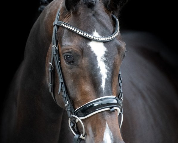 dressage horse Crystal Hit Pjf (Oldenburg, 2018, from Diamond Hit)