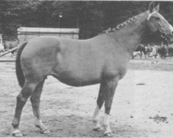 Zuchtstute Ilona (Trakehner, 1952, von Humboldt)