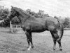 stallion Ilmengrund (Trakehner, 1958, from Humboldt)