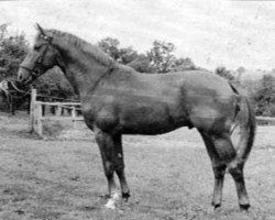 Deckhengst Ilmengrund (Trakehner, 1958, von Humboldt)