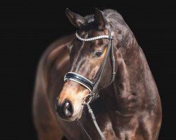 dressage horse Defcon (Oldenburg, 2013, from Don Juan de Hus)