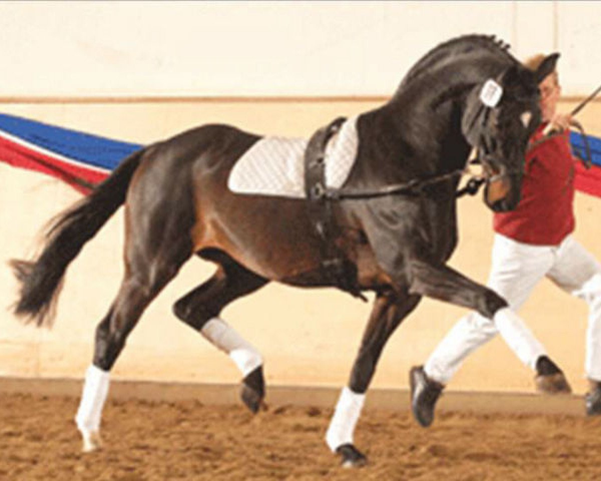 stallion Lucky Champ (Holsteiner, 1992, from Lucky Lionell)