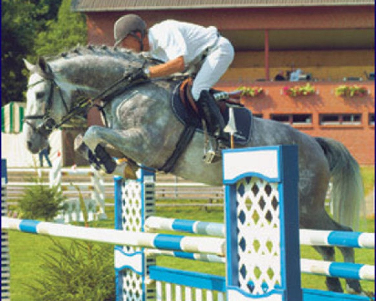 stallion Corum (Holsteiner, 1997, from Cassini I)
