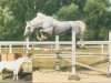 stallion Renomee (Hanoverian, 1981, from Ramiro Z)