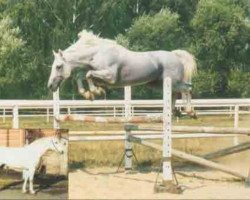 stallion Renomee (Hanoverian, 1981, from Ramiro Z)