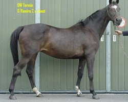 broodmare Dwermie (KWPN (Royal Dutch Sporthorse), 1985, from Ramiro Z)