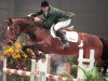 stallion Mermus R (Dutch Warmblood, 1994, from Burggraaf)