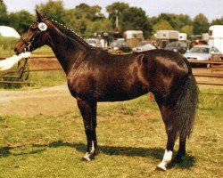 broodmare Rabina (Hanoverian, 2000, from Rabino)