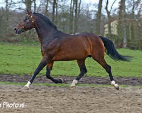 stallion Orchard d'Avranches (Nederlands Welsh Ridepony, 1988, from Vita Nova's Golden Boris)