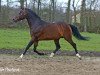 stallion Orchard d'Avranches (Nederlands Welsh Ridepony, 1988, from Vita Nova's Golden Boris)