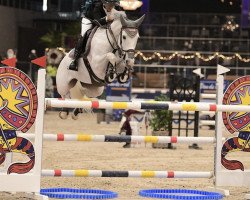 jumper Guusje (KWPN (Royal Dutch Sporthorse), 2011, from Zirocco Blue)