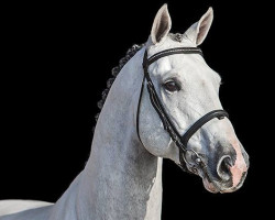 stallion Zirocco Blue (Selle Français, 2004, from Mr Blue)