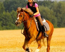 Pferd Caesar (Welsh Pony (Sek.B), 1990, von Constantin)