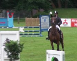 jumper Streulch (German Warmblood, 2006, from Saccor)