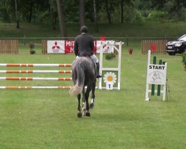 jumper Quelle 19 (German Warmblood, 2007, from Quintender 2)