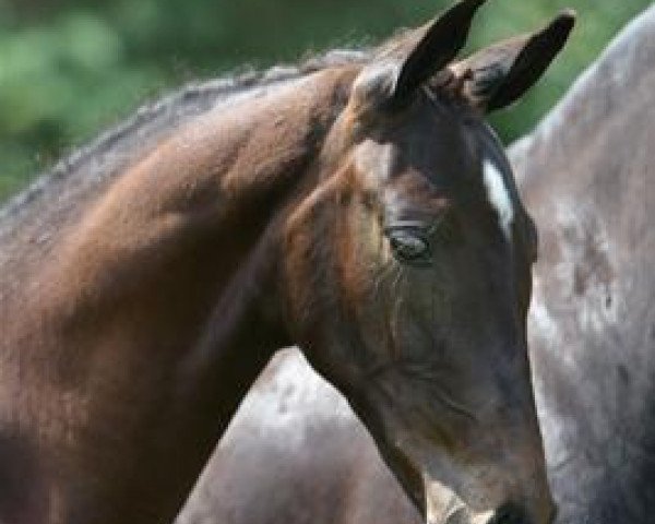 Dressurpferd Happiness W (KWPN (Niederländisches Warmblut), 2012, von Diamond Hit)