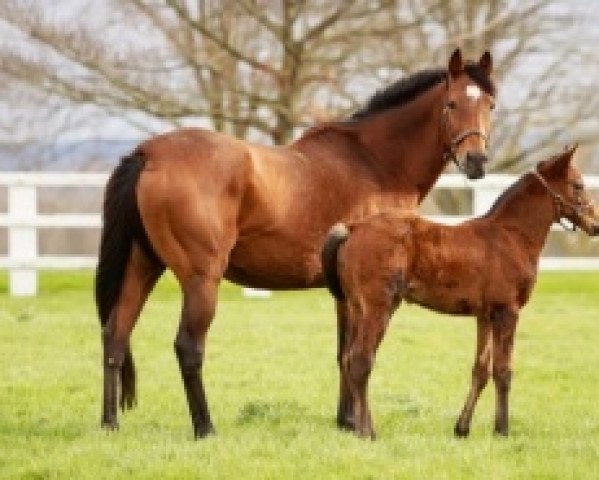 broodmare Azmiyna xx (Thoroughbred, 2010, from Galileo xx)